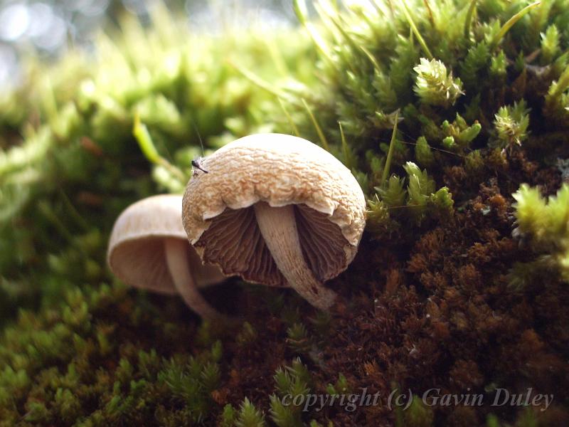 Moss and fungi, New England National Park IMGP1325.JPG